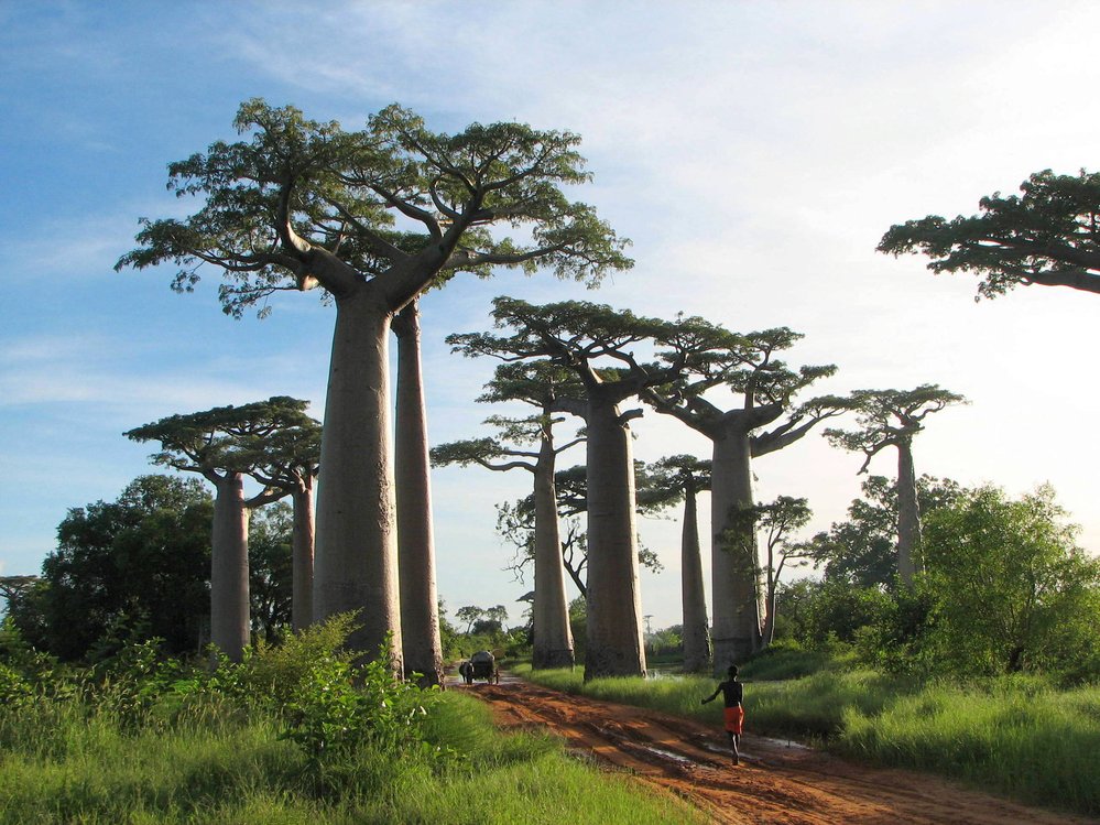 Alej baobabů na Madagaskaru