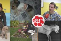 Útoků větších psů na menší přibývá. Čivavu nezachránil ani veterinář