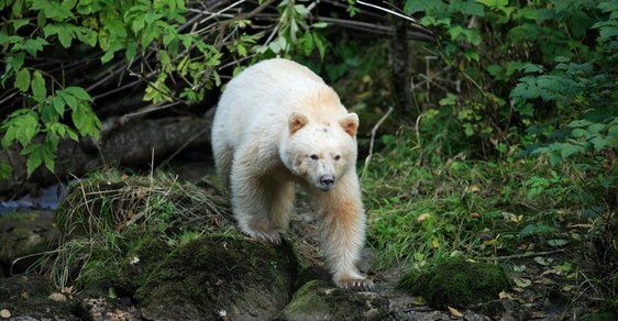Baribal bílý: Medvědí mýtus pozorován ve volné přírodě