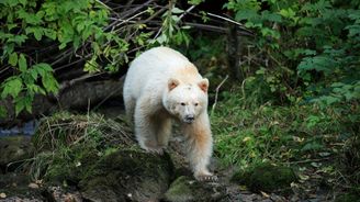 Baribal bílý: Medvědí mýtus pozorován ve volné přírodě