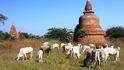 Barmské stúpy