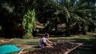 Cena za palmový olej? V Barmě na něj drsně doplácí příroda i lidé