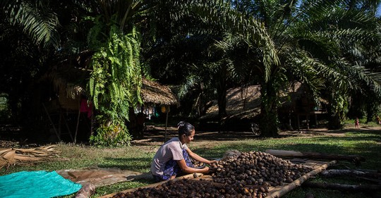Cena za palmový olej? V Barmě na něj drsně doplácí příroda i lidé