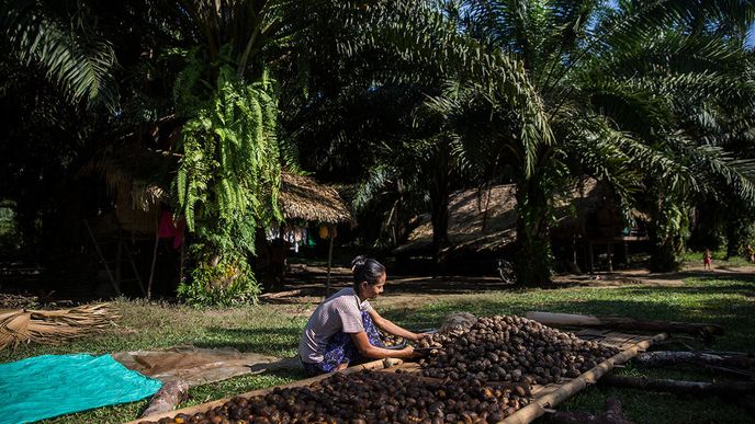 Uprchlíci, kteří se vrátili do původních vesnic, často zjišťují, že jejich domovy se proměnily v plantáže. Žijí tak mezi palmami v permanentním strachu z objevení.