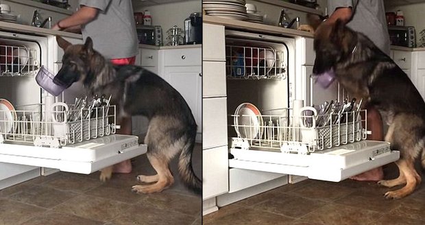 Německý ovčák Baron se naučil mýt nádobí.