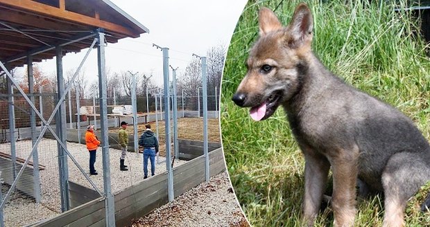 Výběh, kde budou šelmy rehabilitovat a zvykat se na návrat do lesa už v Bartošovicích na Novojičínsku finišuje. Ideální by byl třeba pro vlčici Dorku.