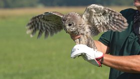 Šéf bartošovické stanice Petr Orel vypustili na svobodu vyléčená zvířata.