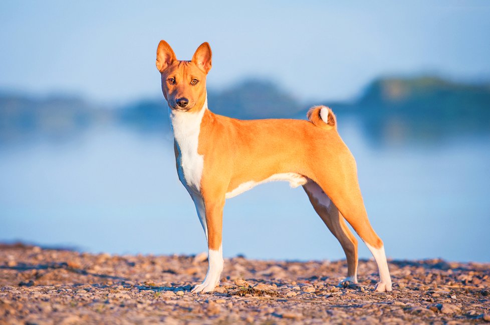 Druhý od konce: Basenji. Poměrně tvrdohlavý pes, který se nerad podřizuje příkazům. Má silný lovecký pud, rád se učí nové věci, ale neposlouchá na sto procent.