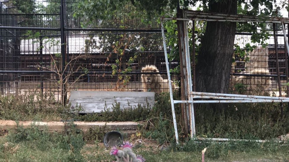 V Bašti u Prahy zasahují celníci v Berouskově zooparku.