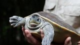 Obrovská vzácnost v Zoo Praha: K vidění jsou mláďata ohrožených želv, samci se při páření krásně zbarvují