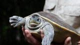 Obrovská vzácnost v Zoo Praha: K vidění jsou mláďata ohrožených želv, samci se při páření krásně zbarvují