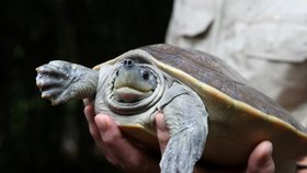 Batagur bengálský v Zoo Praha.