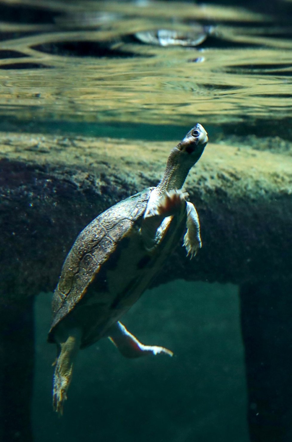 Batagur bengálský v Zoo Praha.