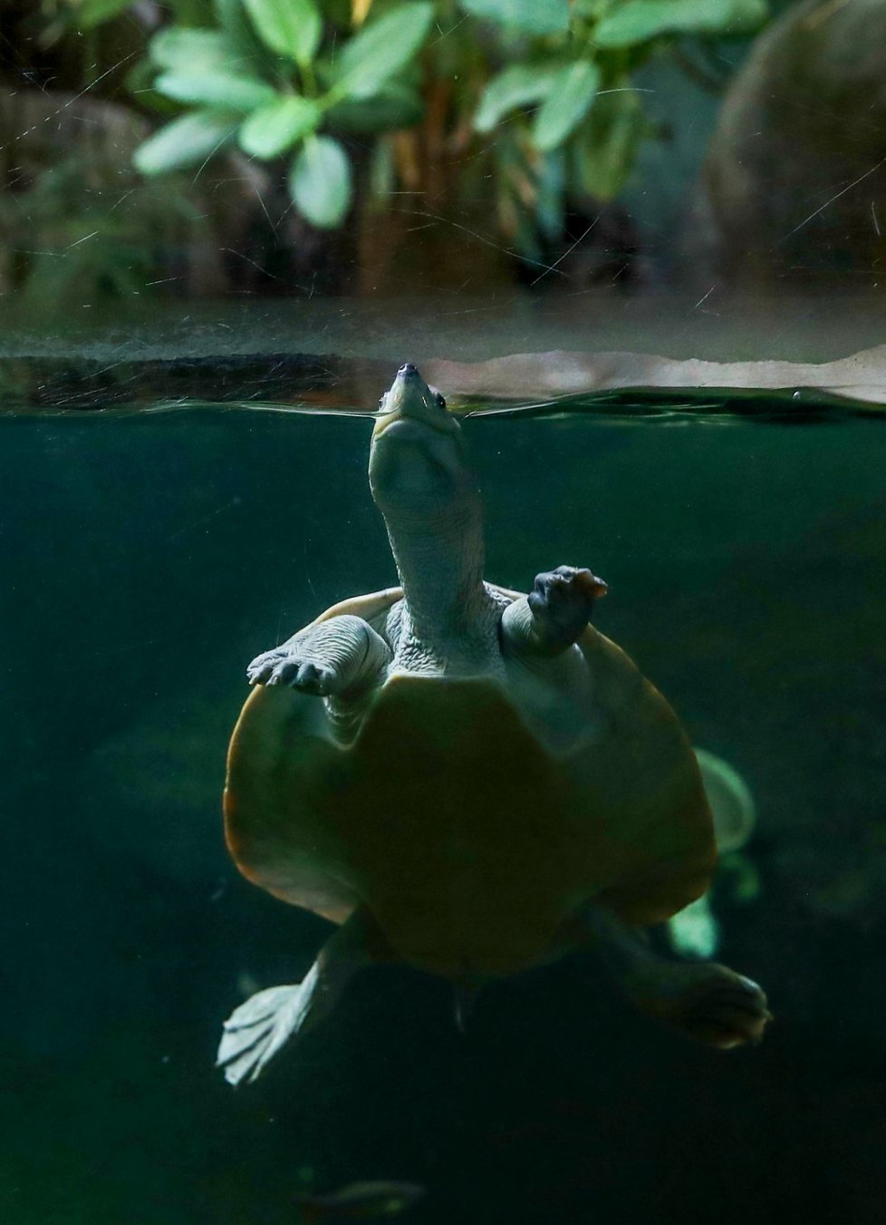 Batagur bengálský v Zoo Praha.