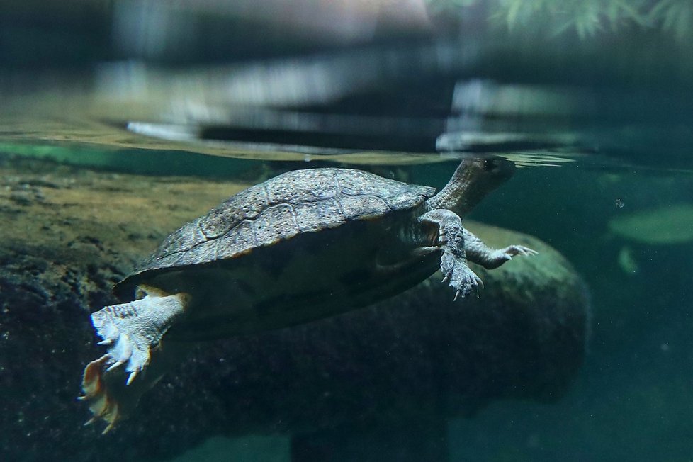 Batagur bengálský v Zoo Praha.