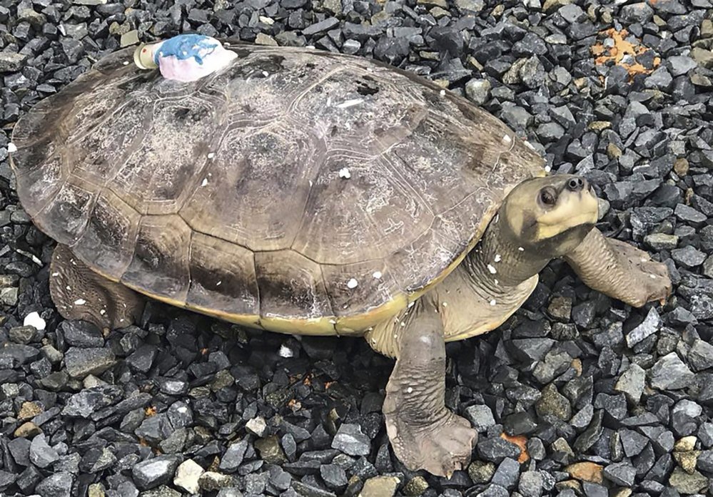 Batagur tuntong (B. affinis) je před vypuštěním do přírody vybaven vysílačkou