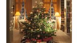Nejhezčí vánoční stromeček? Kavkazská jedle má husté větve a dlouho vydrží