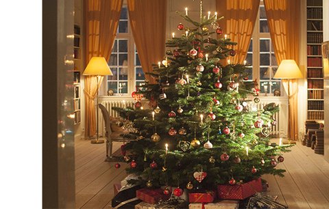 Nejhezčí vánoční stromeček? Kavkazská jedle má husté větve a dlouho vydrží
