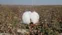 Ceny bavlny jsou nevýše za dekádu