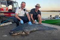 Panika na techno festivalu: Na plavce útočil obří sumec, 5 lidí zranil