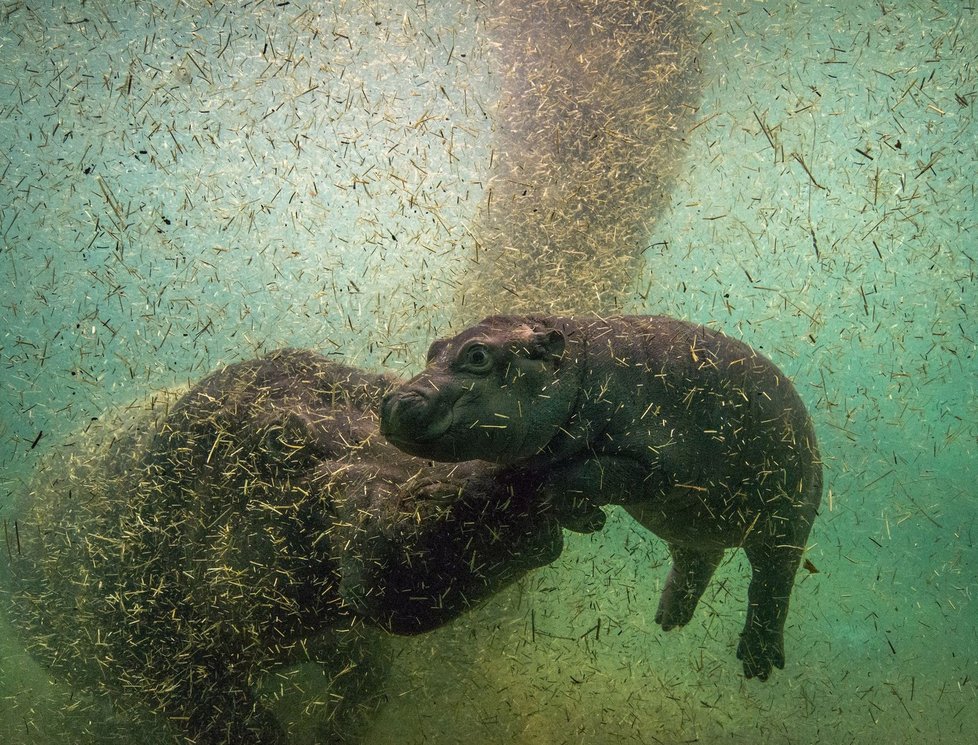 Projektant hrošího pavilonu v pražské zoo nenavrhl jako první stupeň čištění separaci hrubé vlákniny, tedy výkalů, ale rozmixovává je na hustou polévku zatěžující  štěrkopískové filtry.