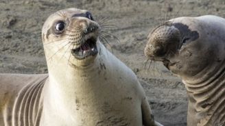 Nejvtipnější fotky zvířat podle BBC: Smějící se vydra i tučňáci v kostele 