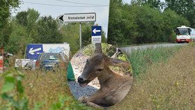 Tragická smrt srnky v Běchovicích. Přejelo ji auto kvůli vysoké trávě? Sekáme podle harmonogramu, říká TSK