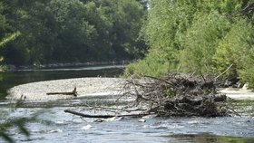 V řece Bečvě na Moravě je uprostřed jara málo vody, jelikož tuto zimu bylo málo sněhu a srážkové úhrny zaostávaly za průměrem. Hladina vody je několik centimetrů nad stavem sucha. Povodí Bečvy se s nedostatkem vody potýká už několik let a patří mezi suchem nejzasaženější povodí v zemi. Snímek řeky je z 4. května 2018 z okolí Grymova na Přerovsku, zachycené rostliny na větvích stromů v okolí řeky jsou nejméně dva metry nad současnou výškou hladiny.