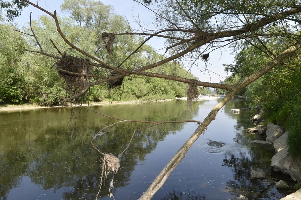 V řece Bečvě na Moravě je uprostřed jara málo vody, jelikož tuto zimu bylo málo sněhu a srážkové úhrny zaostávaly za průměrem. Hladina vody je několik centimetrů nad stavem sucha. Povodí Bečvy se s nedostatkem vody potýká už několik let a patří mezi suchem nejzasaženější povodí v zemi. Snímek řeky je z 4. května 2018 z okolí Grymova na Přerovsku, zachycené rostliny na větvích stromů v okolí řeky jsou nejméně dva metry nad současnou výškou hladiny.