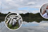 „Kocourkov“. Ekologové kvůli otravě Bečvy útočí na ČIŽP, zmínili utrpení vyder. Brabec úřad brání