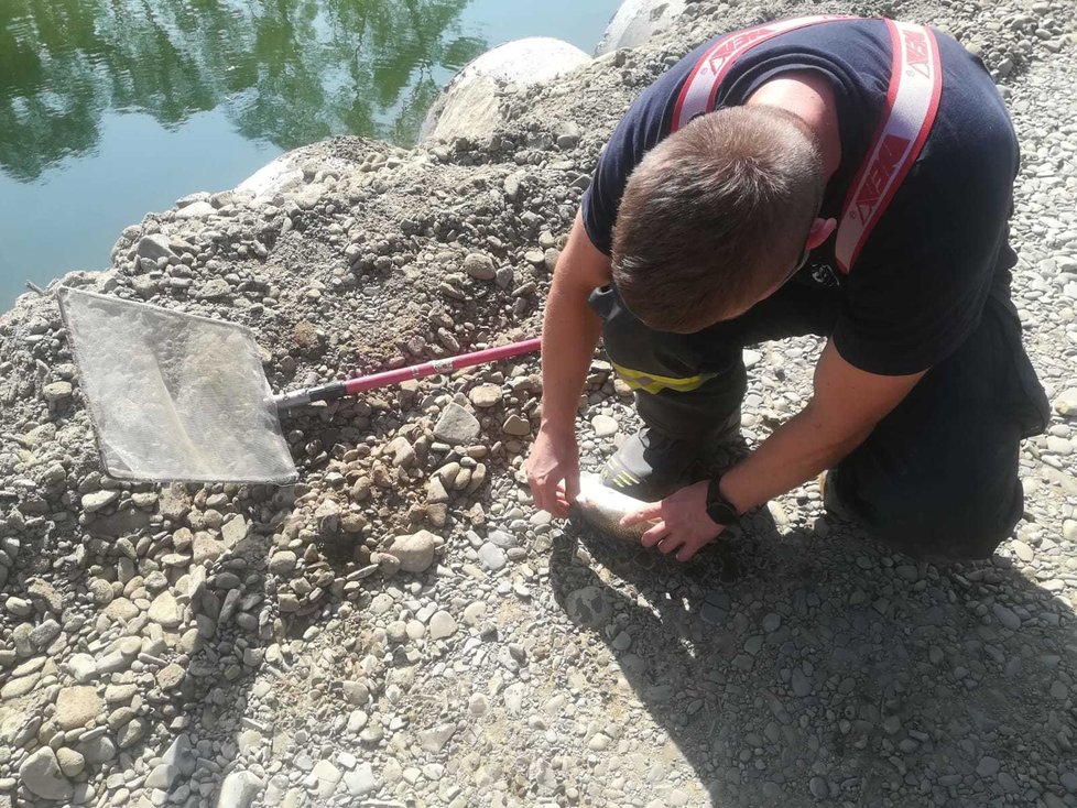 Ekologická katastofa na řece Bečvě: Uhynuly tuny ryb