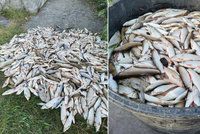 K otravě tun ryb v Bečvě chtějí poslanci vyšetřovací komisi. Hamáček: Politizují to