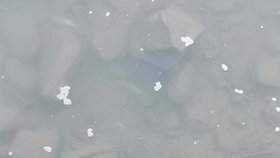 Pohled na mrtvé ryby, které otrávil neznámý jed v Bečvě.