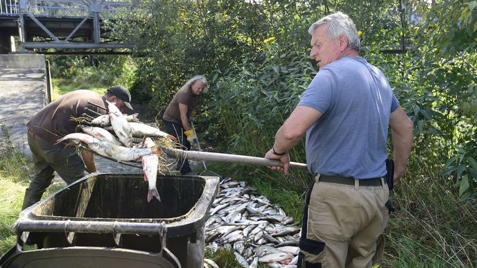 Odklízení mrtvých ryb v řece Bečvě (21.9.2020)