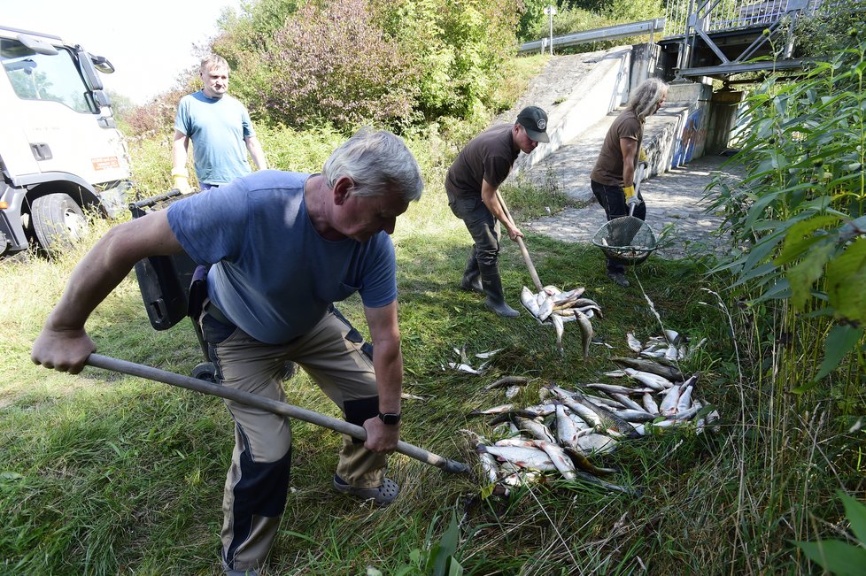 Odklízení mrtvých ryb v řece Bečvě (21.9.2020)
