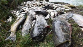 Ekologická katastrofa na řece Bečvě