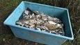 Uhynulé ryby v řece Bečvě.