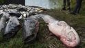 Uhynulé ryby v řece Bečvě