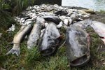 Uhynulé ryby v řece Bečvě