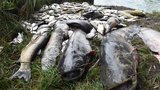 Viníka otravy Bečvy se opět nedozvíme. Znalec chce více času na vypracování posudku