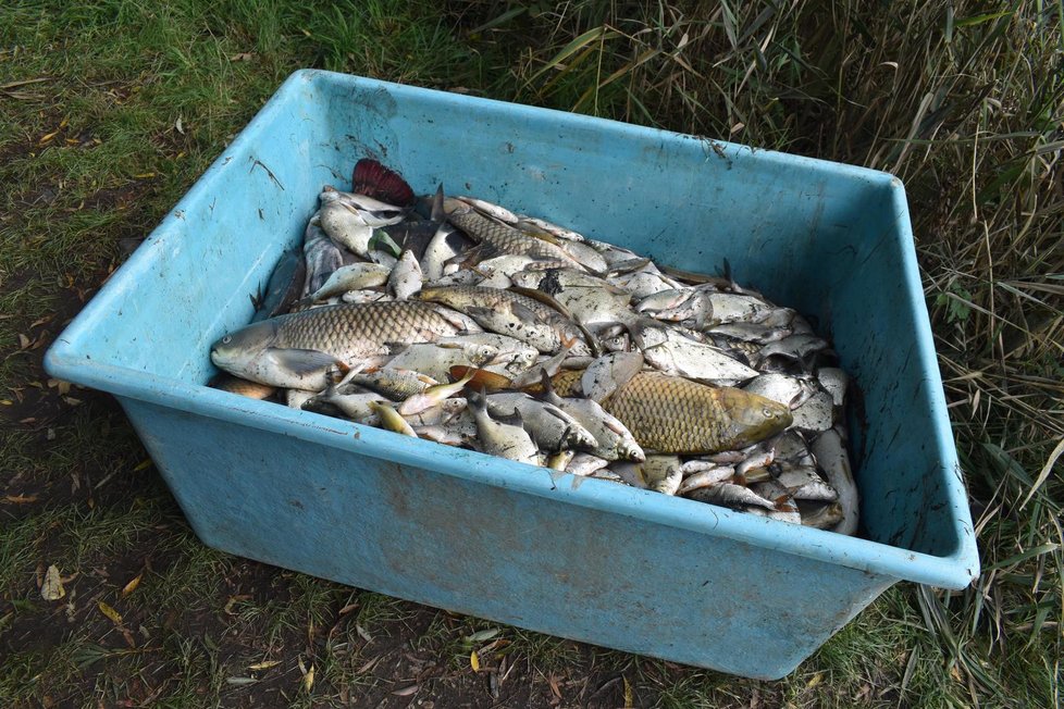 Uhynulé ryby v řece Bečvě.