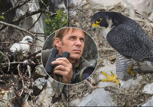 Ornitolog René Bedan v akci. Doslova si zamiloval sokola stěhovavého, který se po 50 letech vrátil do Moravského krasu.