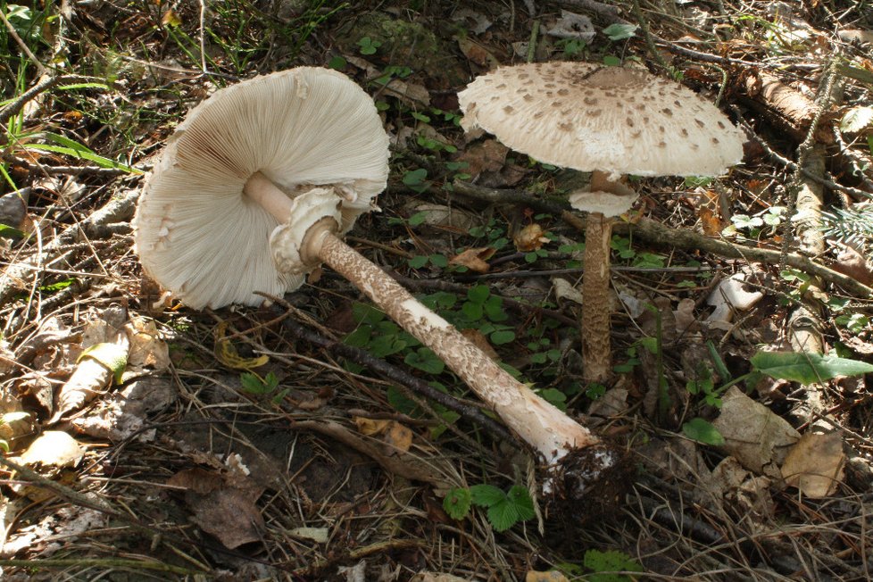 Bedla červenající - Chlorophyllum rachodes