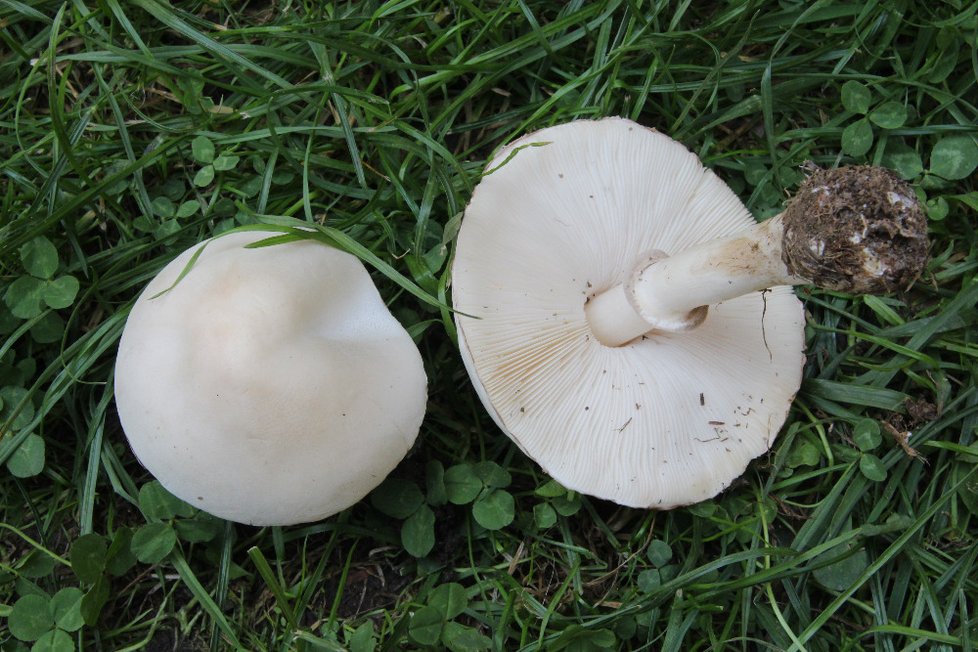 Bedla odřená - Leucoagaricus leucothites