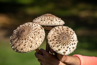 Bedla je výtečná houba! Zkuste z ní těchto 5 jednoduchých, rychlých a chutných receptů