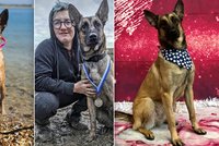 Zloději chtěli ukrást belgického ovčáka majiteli přímo před očima: Fenka se jim drsně pomstila