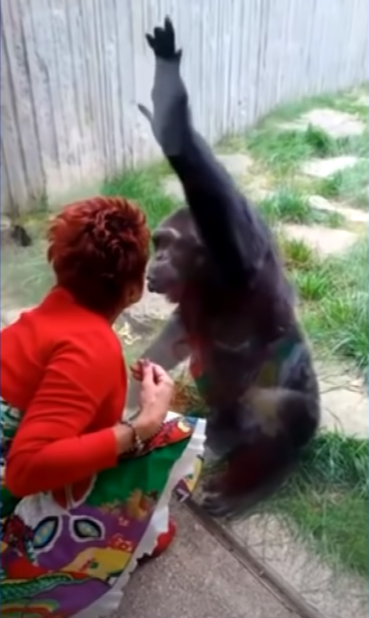 Adie Timmermansová má zákaz vstupu do Zoo v belgických Antverpách. Její pracovníci prohlásili, že žena má nezdravý vztah s jedním ze šimpanzů.