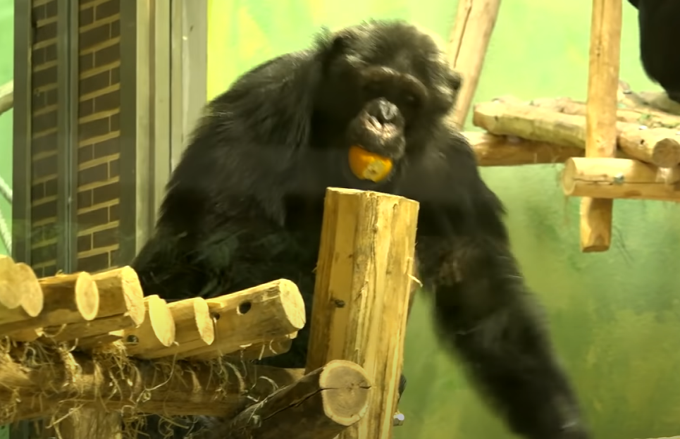 Adie Timmermansová má zákaz vstupu do Zoo v belgických Antverpách. Její pracovníci prohlásili, že žena má nezdravý vztah s jedním ze šimpanzů.