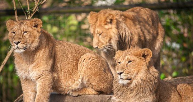 Asijští lvi z belgické ZOO Planckendael.