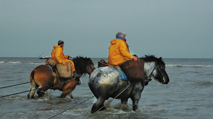 Johan i jeho pomocník věší proutěné koše za dřevěné sedlo, vyšvihnou se na koně a se zatíženou sítí za sebou se pomalu noří do vln Atlantiku.